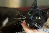 Ärzte konnten ihr Bein nicht retten: Katze Letti hofft trotz Handicap auf ein Happy End