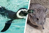 Baby-Alarm im Tiergehege: Das sind die kleinen Neuzugänge im Augsburger Zoo