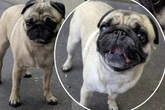 Süßes Mops-Mädchen sucht Zuhause, aber es gibt einiges zu beachten