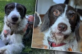 Besitzer überfordert, Hund völlig verunsichert: Jetzt muss Rudi nochmal von vorn anfangen