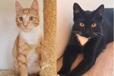 Ohne Mutter, aber voller Charme: Gibt es noch ein Happy End für Brüder-Duo Nino und Sammi?