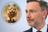 Parkplatz-Drama in Berlin: Lindner fährt Hund von Ex-UFA-Chef tot