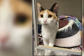 Katzenklo auf Parkplatz: Als Tierheim-Mitarbeiter genauer hinsehen, wird die Lage ernst