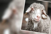 Tierheim trägt Trauer: Diese zuckersüße Ziege ist tot