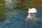 Mann wird noch vor Schwan gewarnt: Was dann passiert, musste passieren