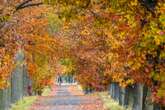 Mildes Herbst-Wochenende in Berlin und Brandenburg: Doch nachts wird's frostig!