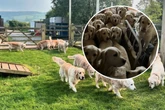 "Disneyland für Hunde" entpuppt sich als Albtraum
