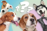 Hunderassen-Quiz: Wetten, Du schaffst nicht alle 15 Fragen?