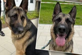 Hund flüchtet immer wieder vor eigenen Besitzern: Tierretter "froh, dass er nun bei uns ist"