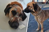 Tierquäler feuert Dutzende Geschosse auf armen Hund