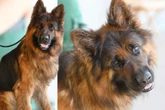 Züchterin von gefundenem Schäferhund aufgespürt, ohne Happy End: Hat Baru dennoch Glück?