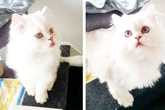 Tapferer Nils: Perserkater nach schlimmer Verletzung wieder auf den Pfötchen