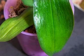 Deine Orchideen-Blätter werden schrumpelig? So kannst Du die Pflanze retten!