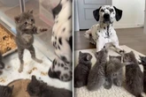 Dalmatiner trifft auf Baby-Katzen: Was dann passiert, lässt viele Herzen hüpfen