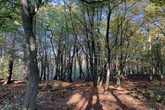 Messer-Mann bedroht mehrere Kinder: Dann erhält Polizei einen Notruf aus dem Wald