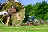 Elf tote Tiere! Reh-Massaker auf sächsischer Wiese