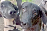 Hund Seby kämpft gegen nackte Fakten: Gibt es für die Fellnase doch noch ein Happy End?