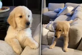 Golden Retriever erobert Sofa: Was er neun Monate später tut, lässt Lachtränen fließen