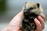 Igel in Not: Warum so viele junge Tiere derzeit zu Rettungsstationen gebracht werden