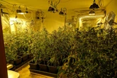 Riesige Cannabisplantage in Sachsen entdeckt: Polizei stellt über 1400 Pflanzen sicher