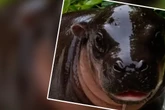 Mini-Hippo im Zoo Berlin: Zwergflusspferd-Baby planscht erstmals im Freien