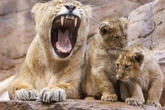 Löwenbaby nach wenigen Tagen verschwunden: Zoo hat schockierenden Verdacht