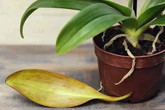 Deine Orchidee verliert Blätter? Diese versteckten Ursachen übersieht fast jeder