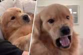 Golden Retriever schnappt nach Herrchen: Was dann passiert, bringt Millionen zum Lachen