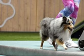 Top Dog Germany: Hund Willy aus Freital beißt sich ins Finale durch