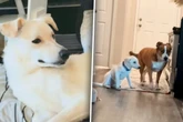 Hund mag neuen Welpen nicht: Was der Kleine deshalb tut, geht so vielen ans Herz
