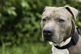 Herbert liebt Menschen, aber keiner nimmt ihn auf: Wer gibt dem Hund eine Chance?