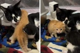 Katzenmama bekommt fremdes Baby: Zuschauer können nicht glauben, wie sie darauf reagiert