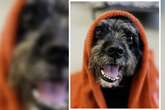 Schnauzer-Mix sucht spezielle Menschen: Darum ist 