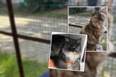 Eine Katastrophe für ihre Psyche: Lilly und Timmi halten es im Tierheim einfach nicht mehr aus!