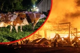 Flammeninferno zerstört Bauernhof: Tierschreie wecken Besitzer