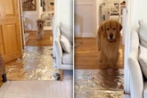Haben Golden Retriever Angst vor Alufolie? Experiment von Herrchen amüsiert so viele!
