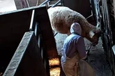 Tiere wurden grausam gequält: Prozess gegen Mitarbeiter von Horror-Schlachthof startet