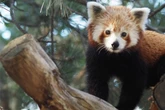 Neues Männchen eingetroffen: Gibt es bald Nachwuchs für die Roten Pandas im Zoo Leipzig?