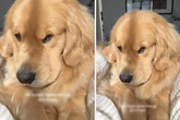 Golden Retriever ist stinksauer auf sein Frauchen: Der Grund bringt so viele zum Lachen
