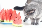 Erfrischende Häppchen: Dürfen Katzen Wassermelone fressen?
