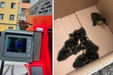 Ente gut, alles gut? Feuerwehr rettet tierische Familie vor Krähen-Attacke