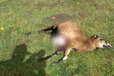 Tödlich verletzte Schafe wenige Meter neben einem Wohnhaus: War es ein Wolf?