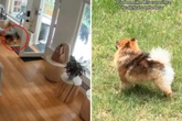Als Zwergspitz unliebsamen Eindringling bemerkt, mutiert er zum furchtlosen Wachhund