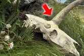Tourist findet mysteriösen Schädel mit Horn