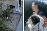 Frau entdeckt einsamen Hund: Was das Tier dann versucht, bricht ihr das Herz