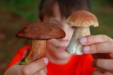 Pilzsaison startet in Sachsen-Anhalt: Wo sich der Gang in den Wald besonders lohnt