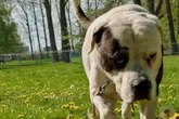 Er benimmt sich oft noch wie ein Welpe: Kraftprotz Rizzle hofft auf ein Happy End