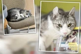 Er liebt Streicheleinheiten: Feelgood-Manager Schlumpi sucht ein neues Zuhause