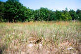 Frühsommerliche Temperaturen im Ländle - Weiterhin Waldbrandgefahr