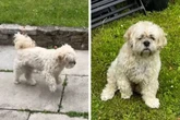 Hund hinkt dramatisch zum Tierarzt, dann erkennt sein Frauchen die Wahrheit
